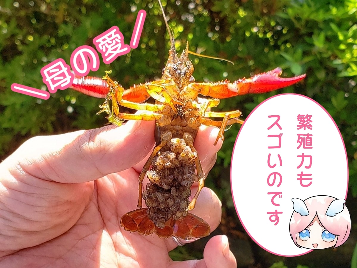 条件付き特定外来生物