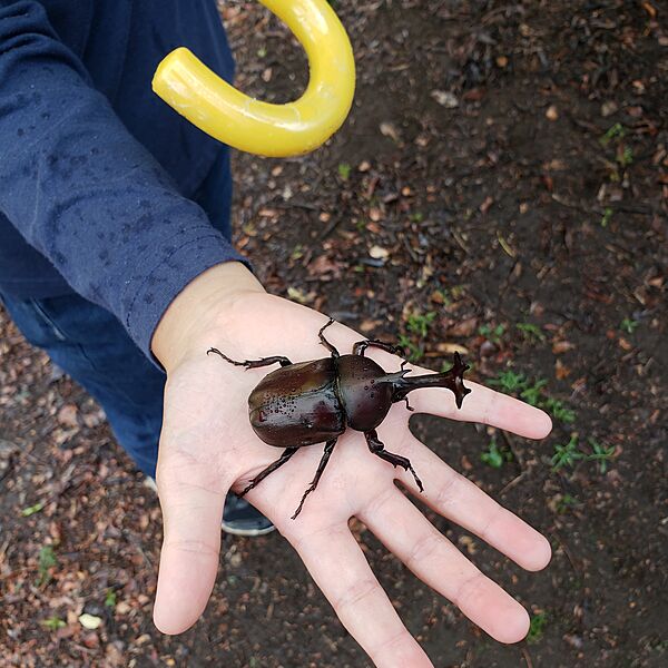 個人の観察記録が「カブトムシの常識を覆す」学術研究に貢献するまで